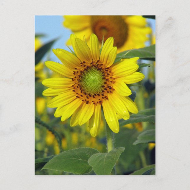 Sonnenblume Postkarte (Vorderseite)