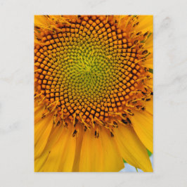 Sonnenblume Postkarte