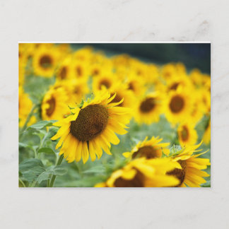 Sonnenblume Postkarte