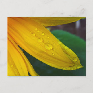 Sonnenblume Postkarte