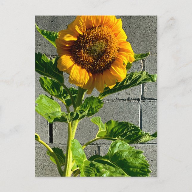Sonnenblume Postkarte (Vorderseite)