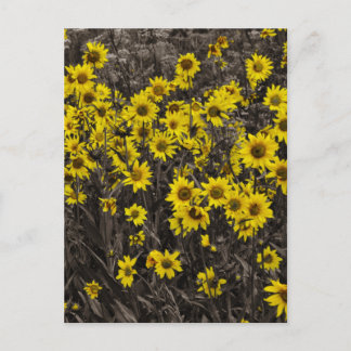 Sonnenblume Postkarte