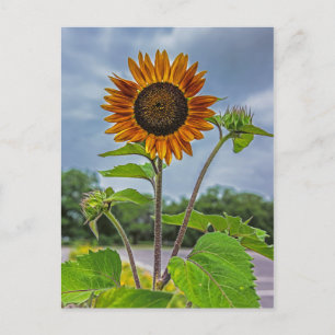 Sonnenblume Postkarte