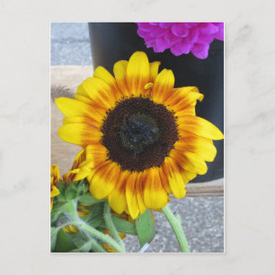 Sonnenblume Postkarte