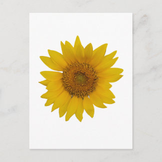 Sonnenblume Postkarte