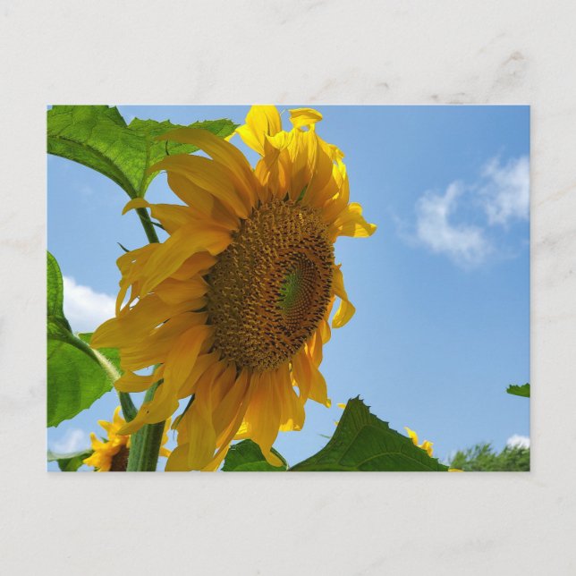 Sonnenblume Postkarte (Vorderseite)