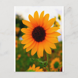 Sonnenblume Postkarte