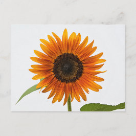Sonnenblume Postkarte