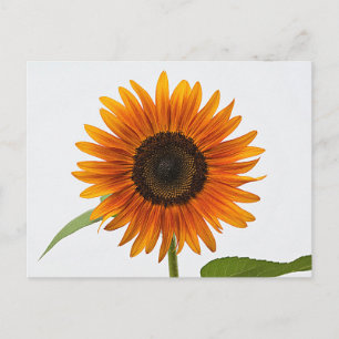 Sonnenblume Postkarte