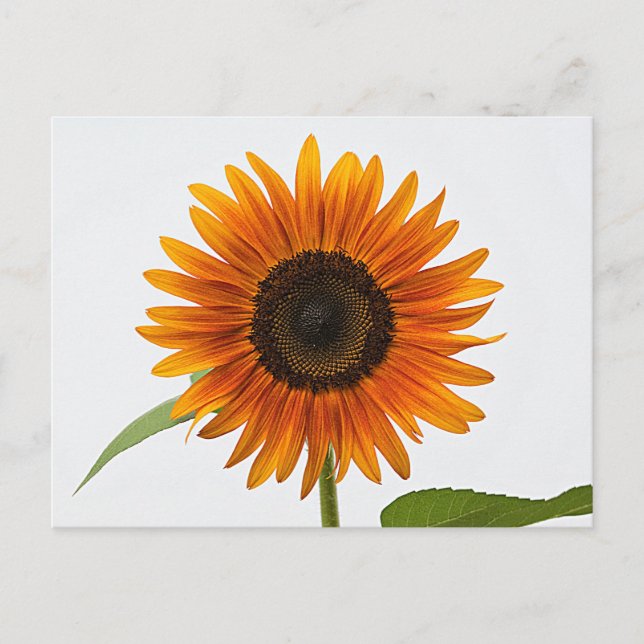 Sonnenblume Postkarte (Vorderseite)