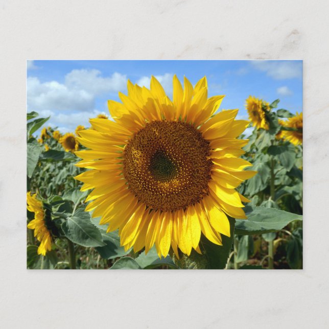 Sonnenblume Postkarte (Vorderseite)