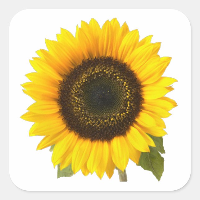 Sonnenblume Quadratischer Aufkleber (Vorderseite)