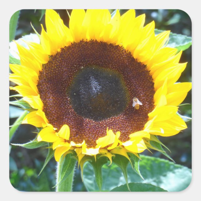 Sonnenblume Quadratischer Aufkleber (Vorderseite)