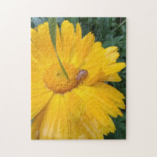 Sonnenblume Ringelblume blüht mit kleinem Besucher