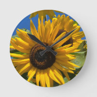 Sonnenblume