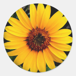 Sonnenblume Runder Aufkleber