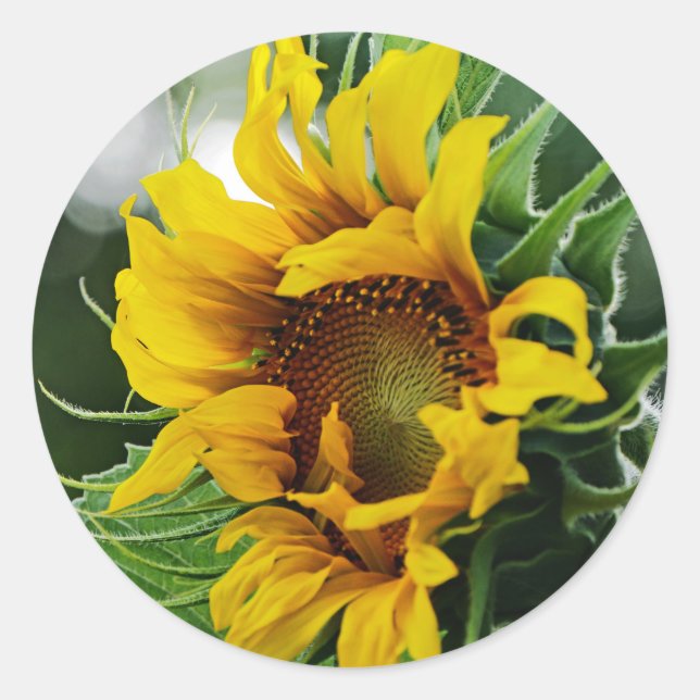 Sonnenblume Runder Aufkleber (Vorderseite)