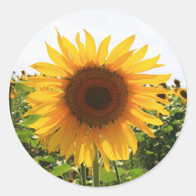Sonnenblume Runder Aufkleber (Vorderseite)
