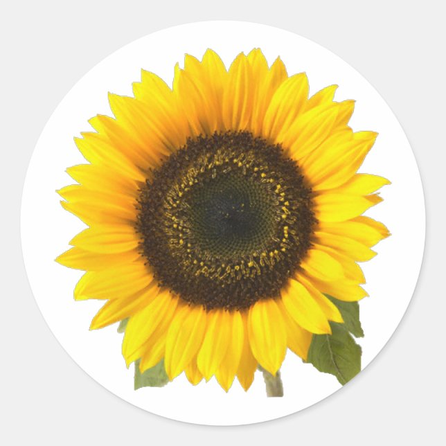 Sonnenblume Runder Aufkleber (Vorderseite)