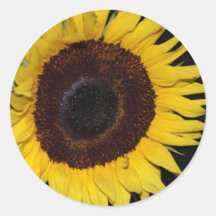 Sonnenblume-Schönheit Runder Aufkleber