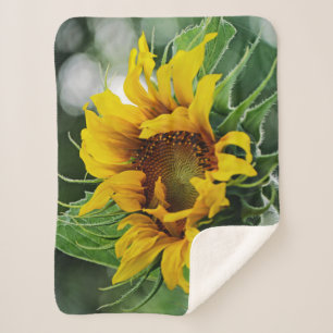 Sonnenblume Sherpadecke