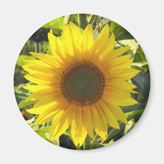 Sonnenblume Shine Magnet (Vorne)