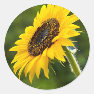 Sonnenblume Sideshot Runder Aufkleber