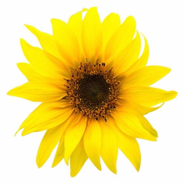 Sonnenblume Single Freistehende Fotoskulptur (Vorne)