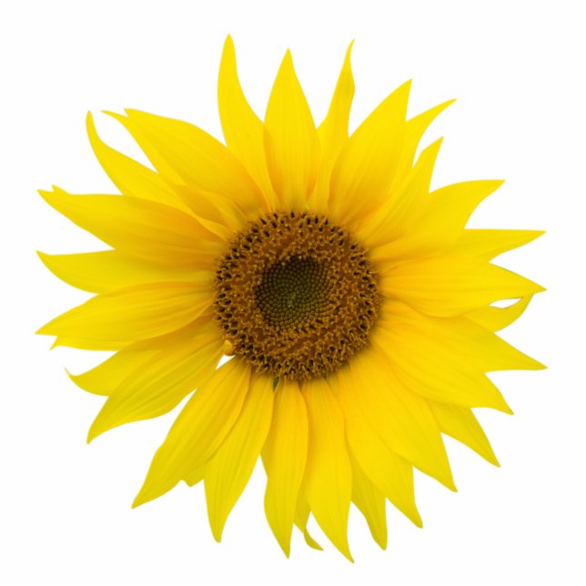 Sonnenblume Single Freistehende Fotoskulptur (Vorne)