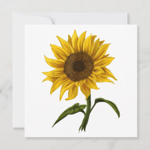 Sonnenblume Sonnenschein Blume Wasserfarben Einladung