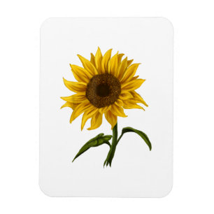 Sonnenblume Sonnenschein Blume Wasserfarben Magnet