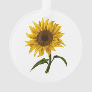 Sonnenblume Sonnenschein Blume Wasserfarben Ornament