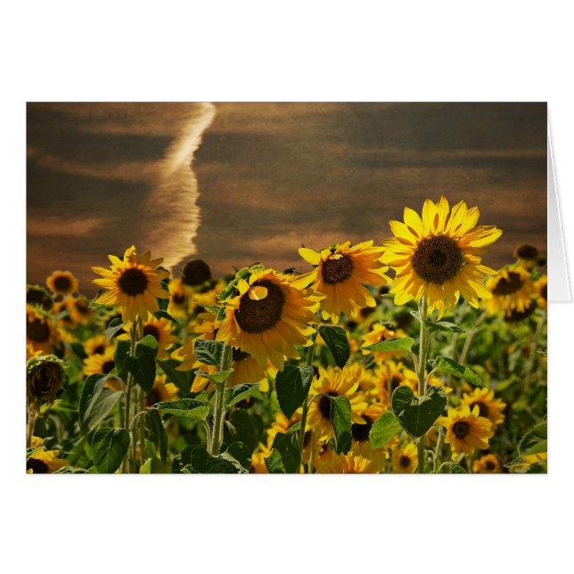 Sonnenblume Sonnenuntergang (Vorderseite (Horizontal))