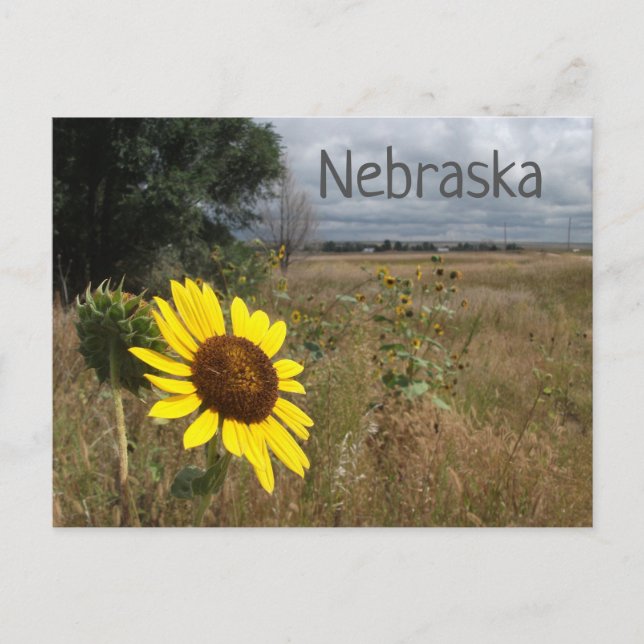 Sonnenblume, Stormy Sky, Western Nebraska Landscha Postkarte (Vorderseite)