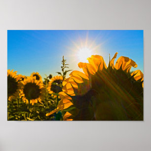 Sonnenblume Sun Star Poster