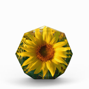 Sonnenblume Sunshine Fotoblock