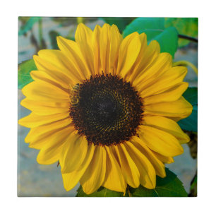 Sonnenblume Supreme Fliese