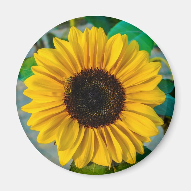 Sonnenblume Supreme Magnet (Vorne)