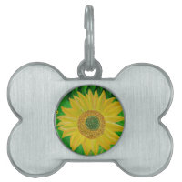 Sonnenblume