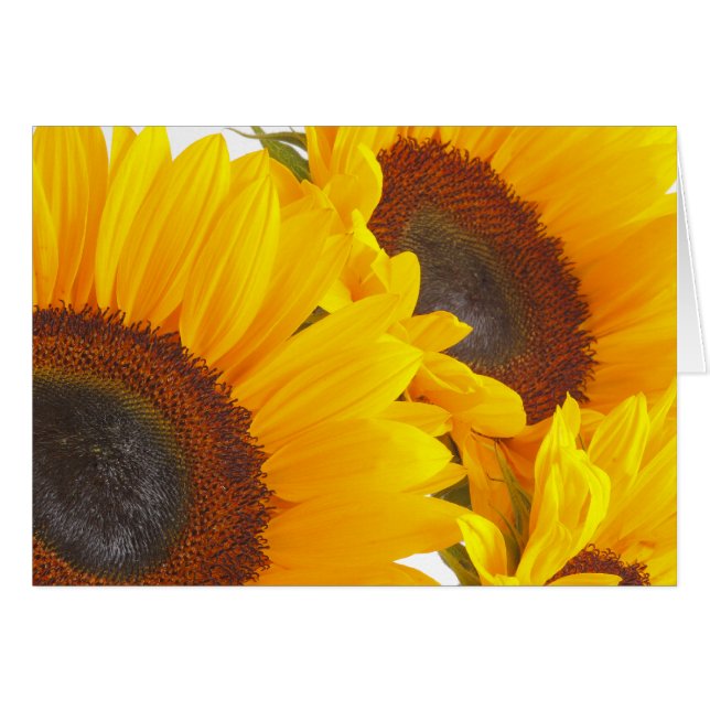 Sonnenblume Triplettes (Vorderseite (Horizontal))