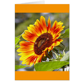 Sonnenblume u. Bienen