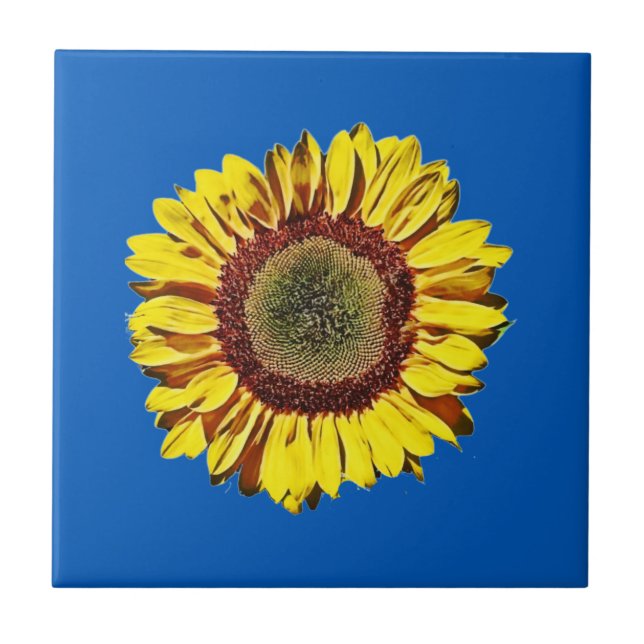 Sonnenblume Ukraine Nationales Symbol Blauer Hinte Fliese (Vorderseite)