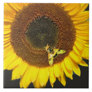 SONNENBLUME UND HONIGBIENE, IMBKEREI, IMBKER FLIESE