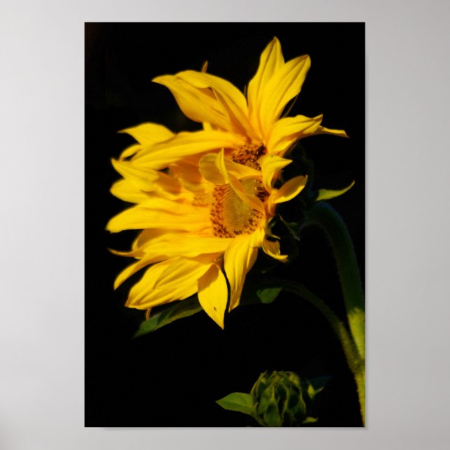 Sonnenblume und ihre Bedeutung Poster (Vorne)