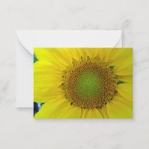 Sonnenblume und Samen, Spirale, Goldener Schnitt