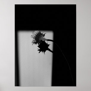 Sonnenblume und Schatten - Schwarz-Weiß-Fotografie Poster