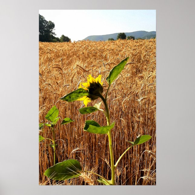 Sonnenblume und Weizen Poster (Vorne)