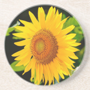 Sonnenblume Untersetzer