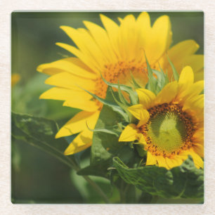 Sonnenblume - Untersetzer