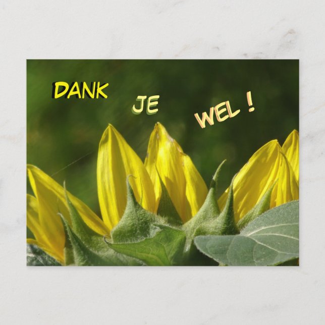 Sonnenblume Vielen Dank Postcard Postkarte (Vorderseite)